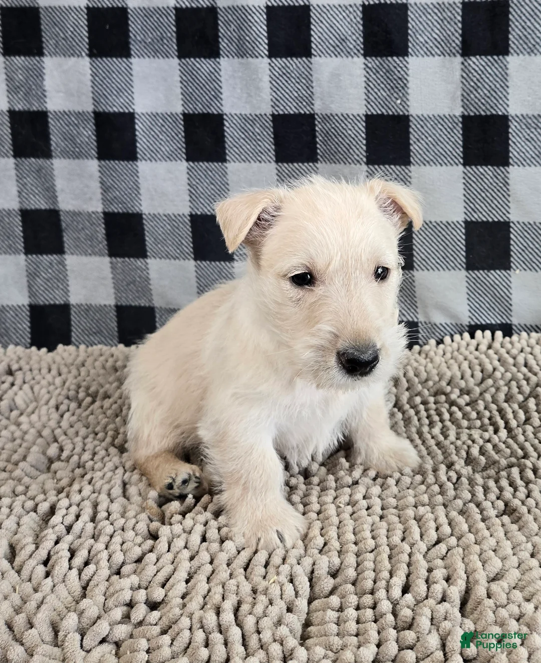Scottish Terrier dogs for sale: Ollie - Ad 4