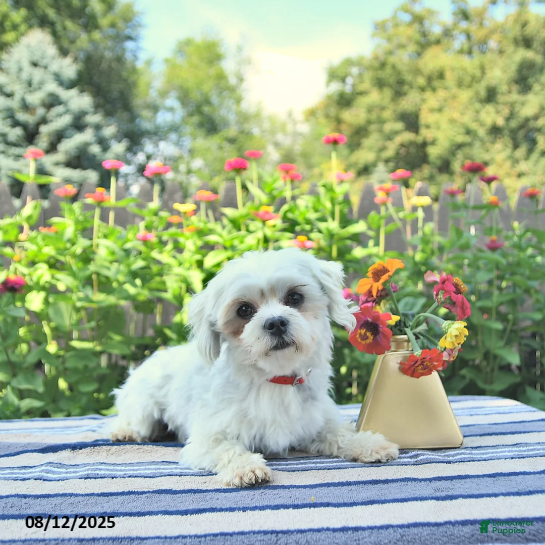 Maltese dogs for sale: Leo EXTRA SMALL - Ad 7