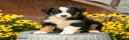 Australian Shepherd dogs for sale: Frances - Ad 5