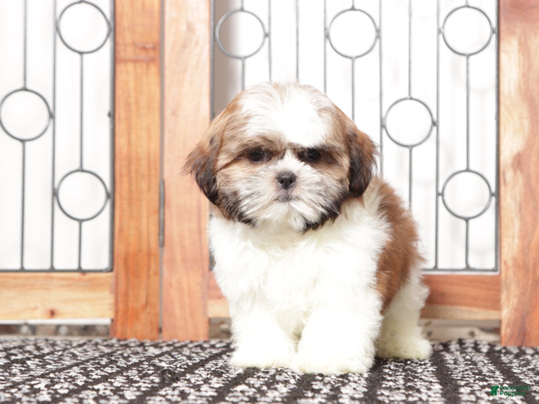 Shih Tzu dogs for sale: Fanny - Ad 3