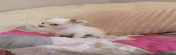 Chihuahua dogs for sale: Snowball  - Ad 3