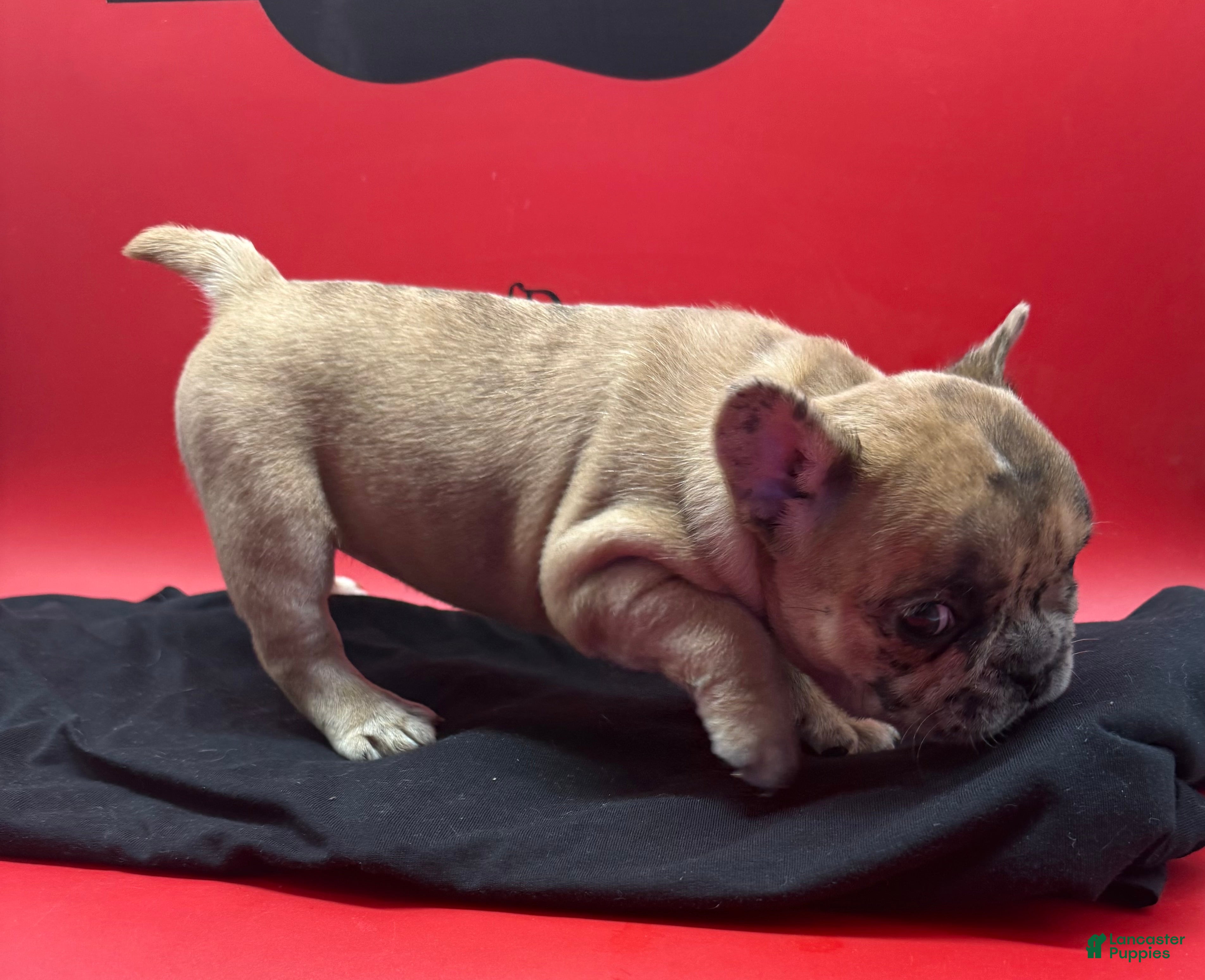 French Bulldog dogs Isadora  - Ad 2