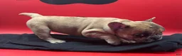French Bulldog dogs for sale: Isadora  - Ad 2