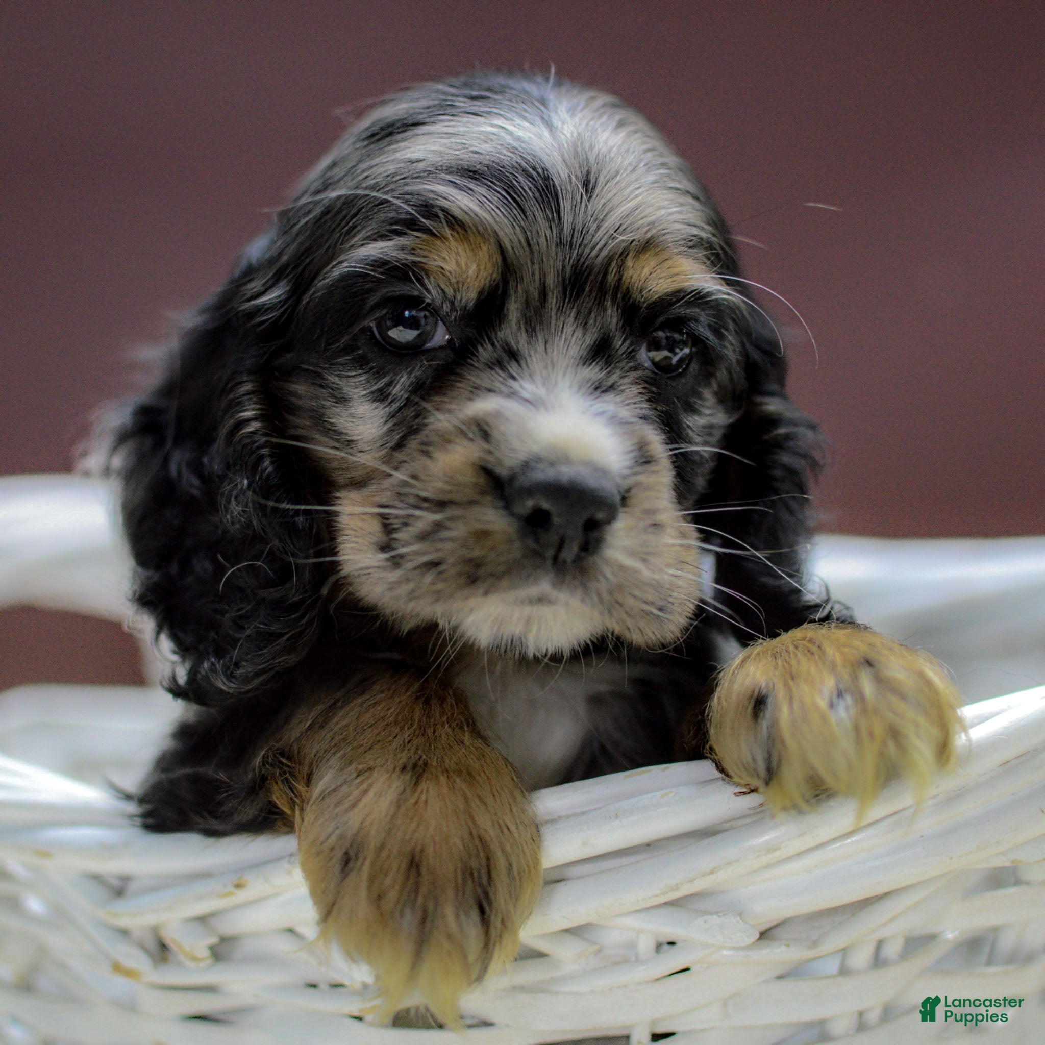 Cocker Spaniel dogs Vince - Ad 36