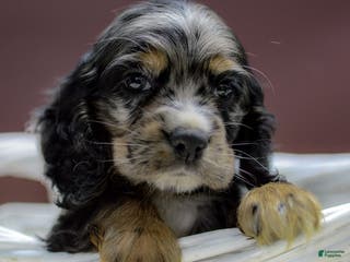 Cocker Spaniel dogs Vince - Ad 36