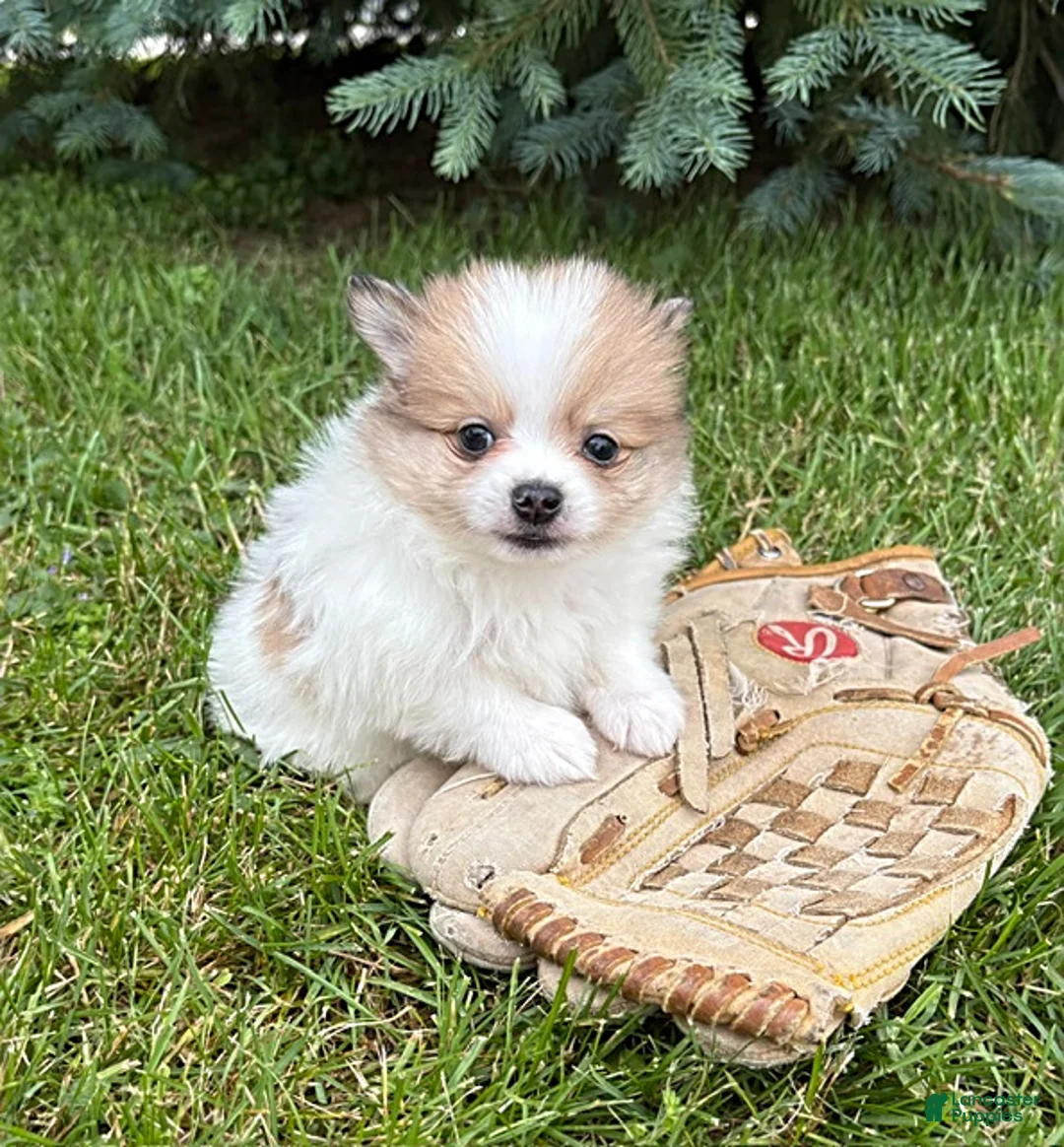 Pomeranian dogs for sale: Knox - Ad 2