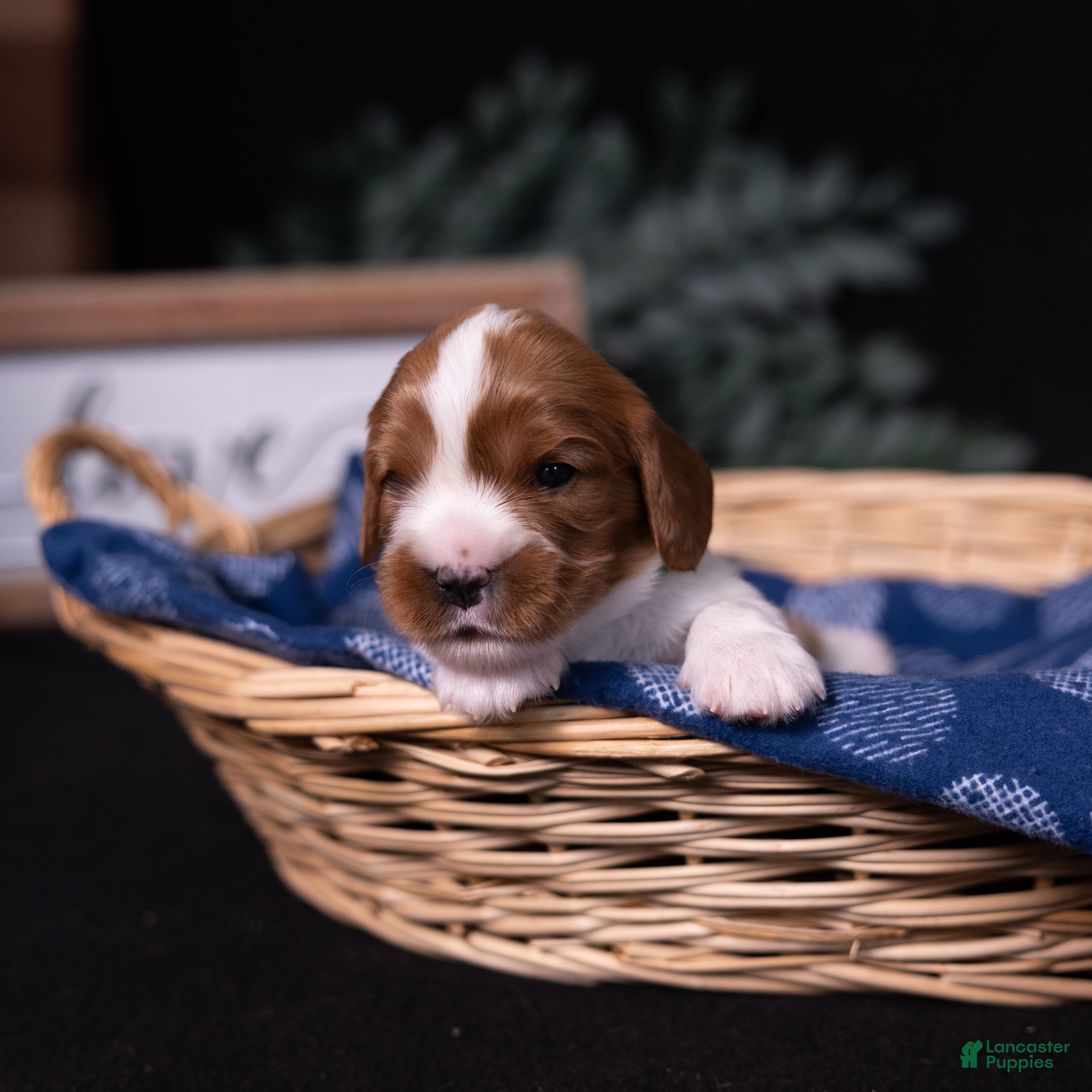 Cavalier King Charles Spaniel dogs Brave - Ad 2