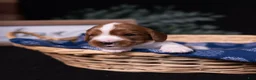Cavalier King Charles Spaniel dogs for sale: Brave - Ad 2