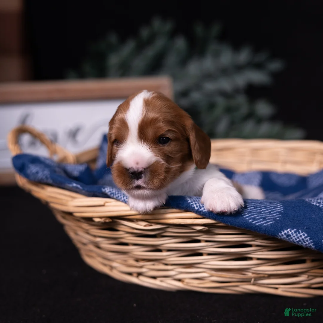 Cavalier King Charles Spaniel dogs for sale: Brave - Ad 2