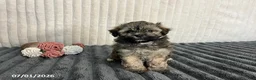 Havapoo dogs for sale: Captain - Ad 3