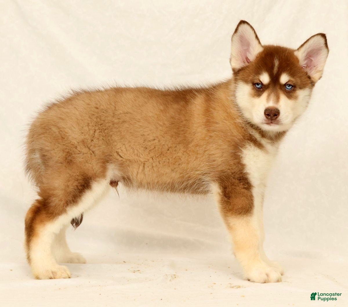 Gerberian Shepsky dogs Theo - Ad 1