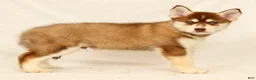 Gerberian Shepsky dogs for sale: Theo - Ad 1