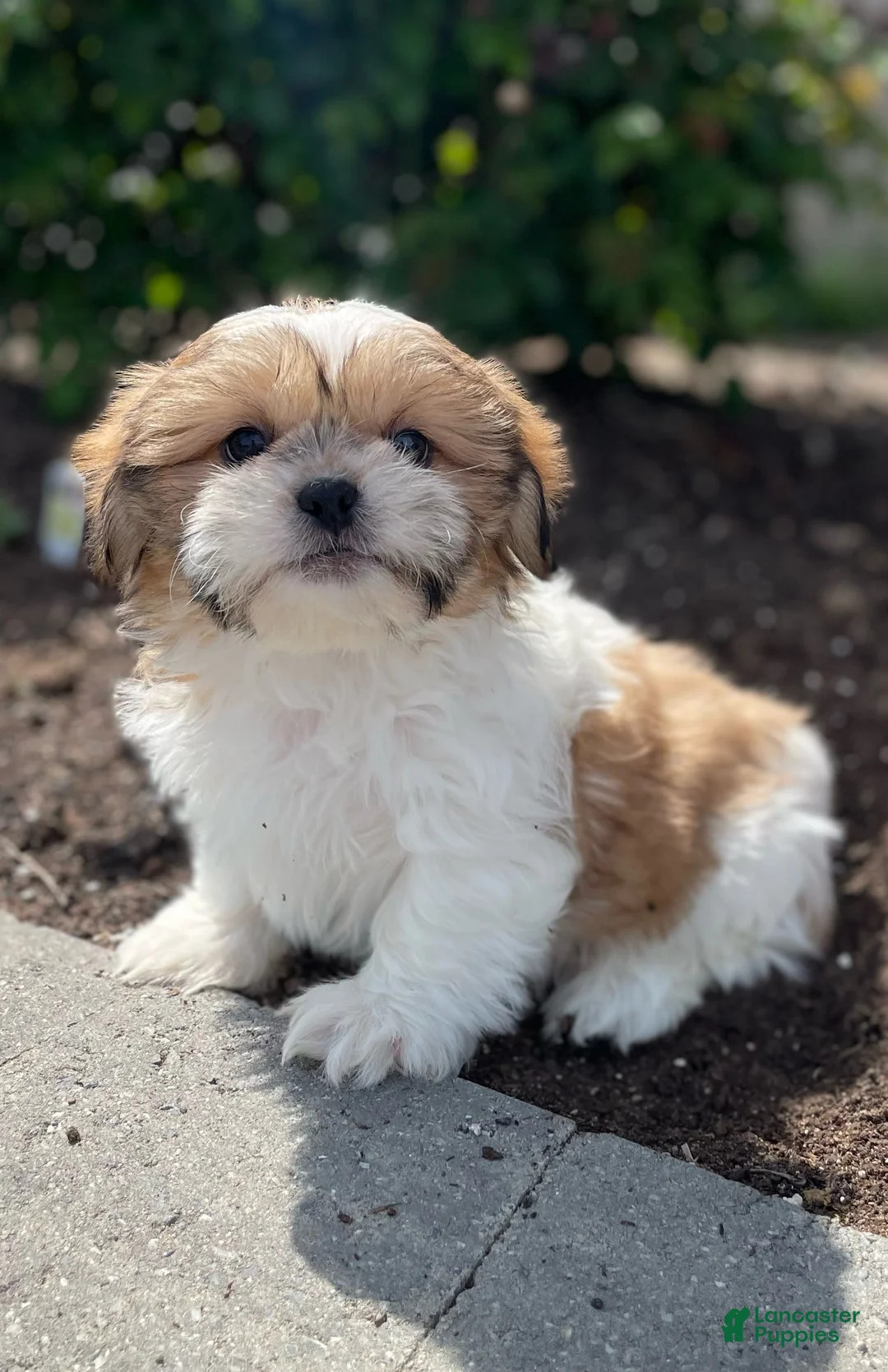 Shih Tzu dogs for sale: Snoopy - Ad 4