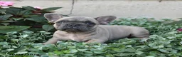 French Bulldog dogs for sale: Foster - Ad 1
