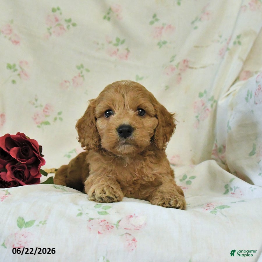 Cockapoo dogs Caleb - Ad 1