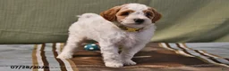 Goldendoodle dogs for sale: Lass   - Ad 15