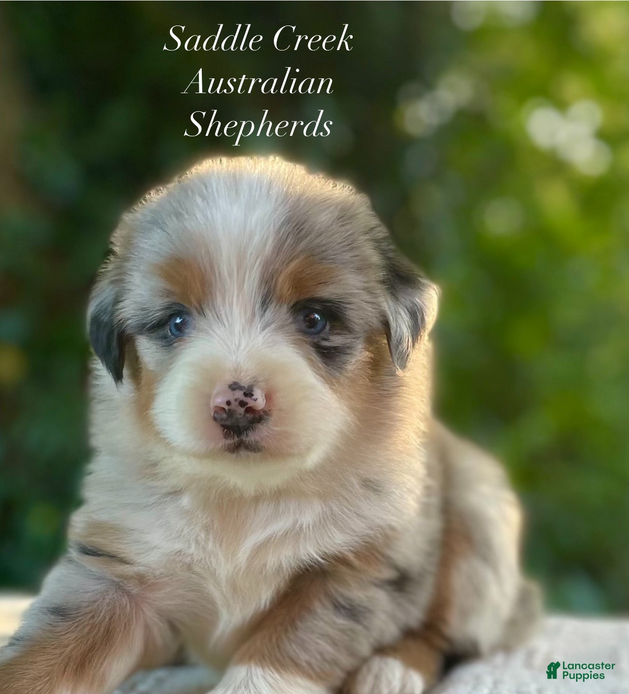 Australian Shepherd dogs Australian Shepherd 3 - Ad 1