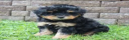 Mini Goldendoodle dogs for sale: Chuck - Ad 1