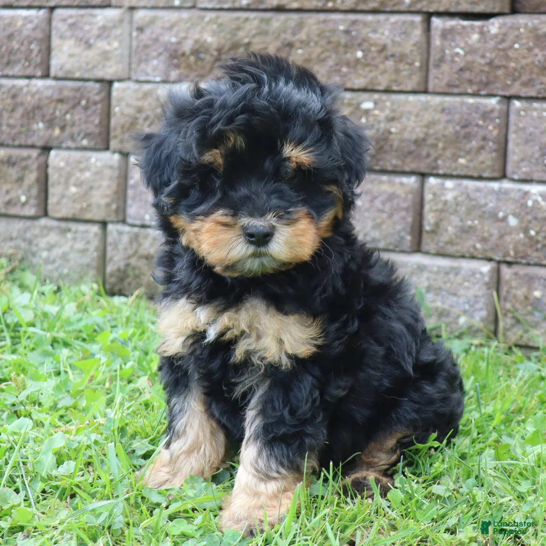 Mini Goldendoodle dogs for sale: Chuck - Ad 1