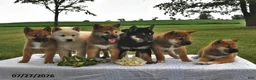 Shiba Inu dogs for sale: Skyler - Ad 3