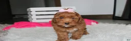 Cockapoo dogs for sale: Penny - Ad 9