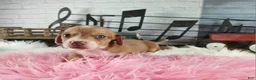 Dachshund dogs for sale: Nationwide delivery. Sugar pies red and white girl - Ad 7