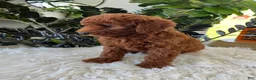 Mini Goldendoodle dogs for sale: Archie  - Ad 4