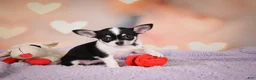 Chihuahua dogs for sale: MAPLE - Ad 8