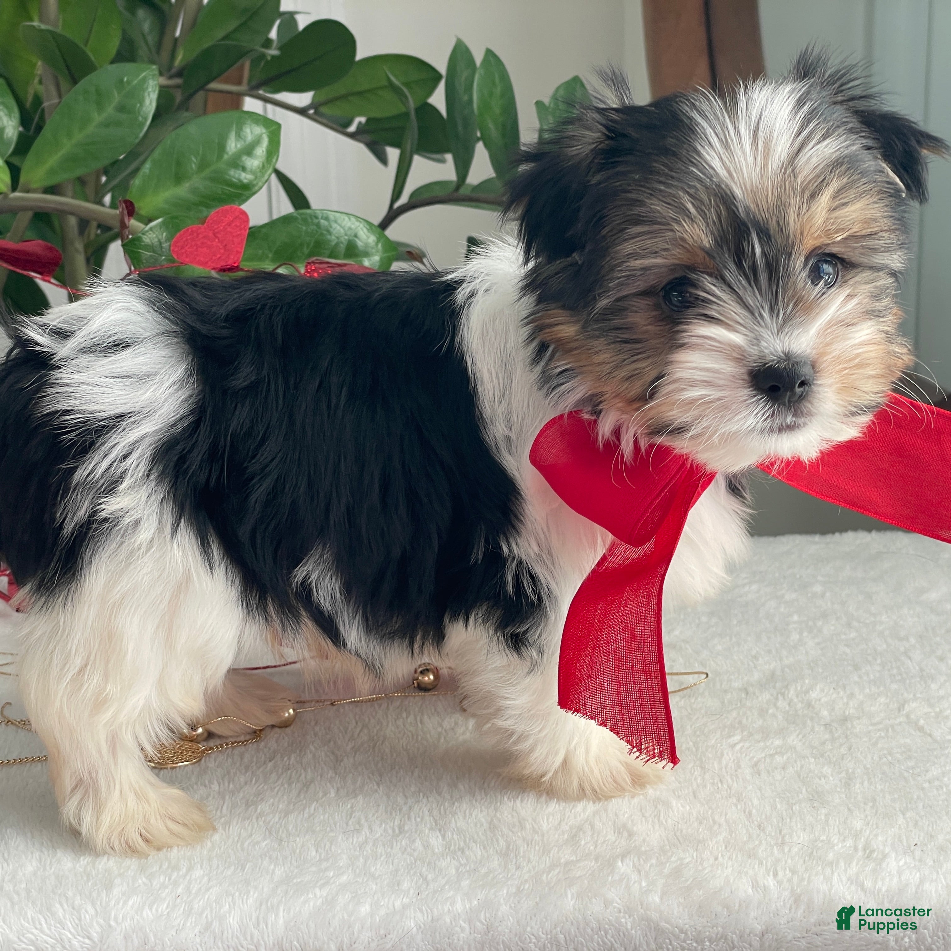 Biewer Terrier dogs Chico - Ad 2