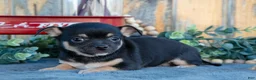Chihuahua dogs for sale: Hettie - Ad 1