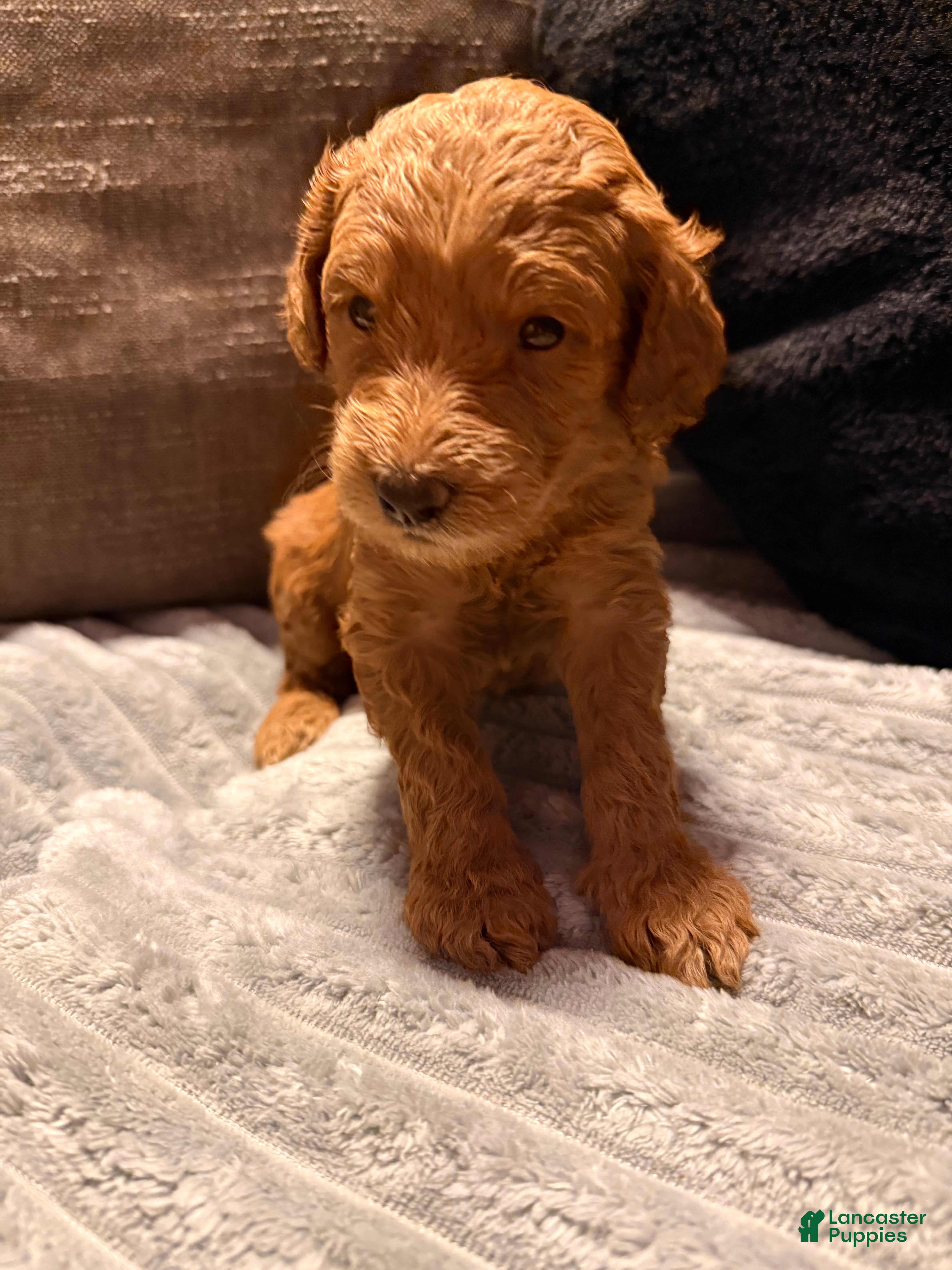 Mixed Breed dogs Mixed Breed Puppy 8 - Ad 33