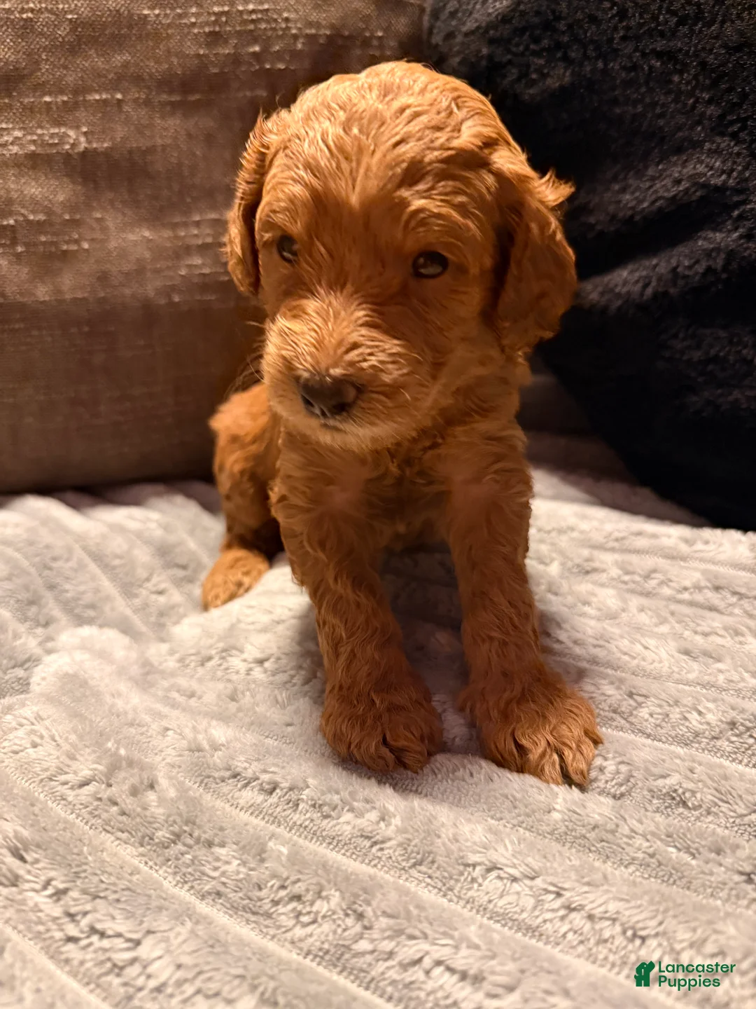 Mixed Breed dogs for sale: Mixed Breed Puppy 8 - Ad 1