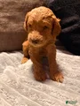 Mixed Breed Puppy 8