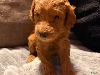 Mixed Breed dogs Mixed Breed Puppy 8 - Ad 13