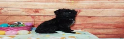 Aussiedoodle dogs for sale: Aussiedoodle Puppy 1 - Ad 1