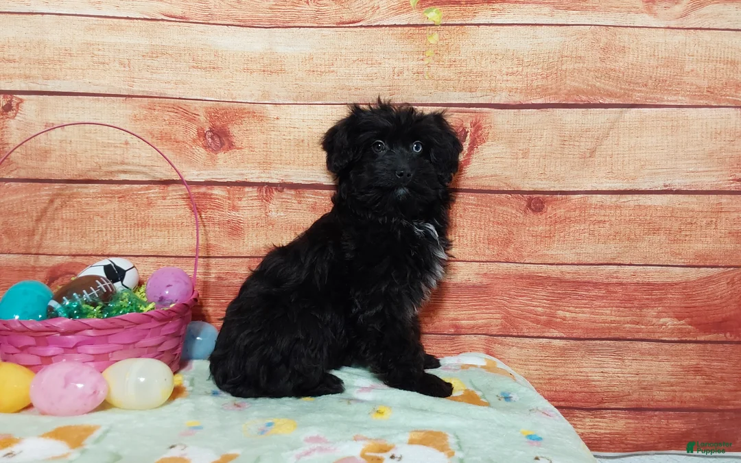 Aussiedoodle dogs for sale: Aussiedoodle Puppy 1 - Ad 1