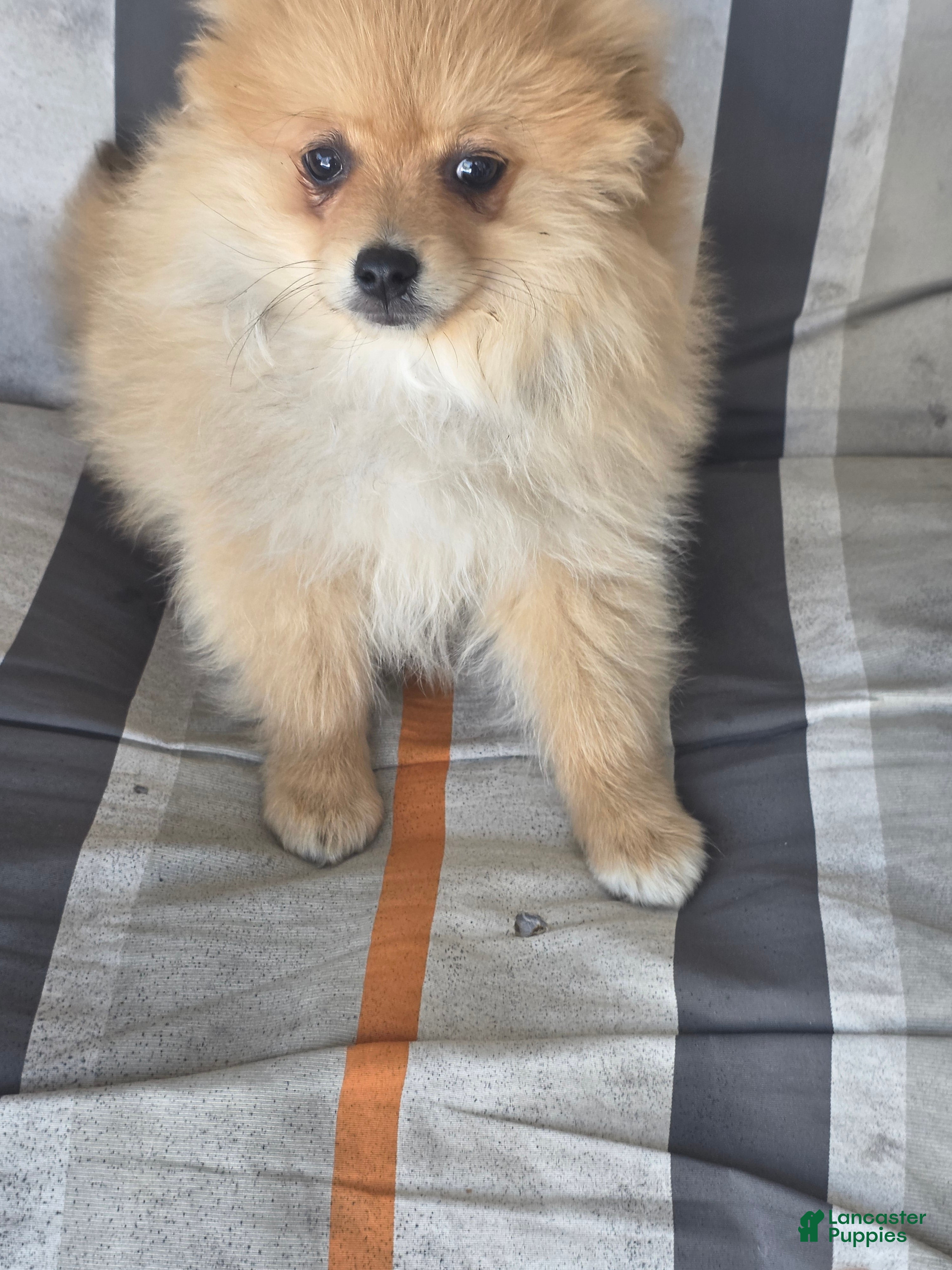 Pomeranian dogs Paul  - Ad 1
