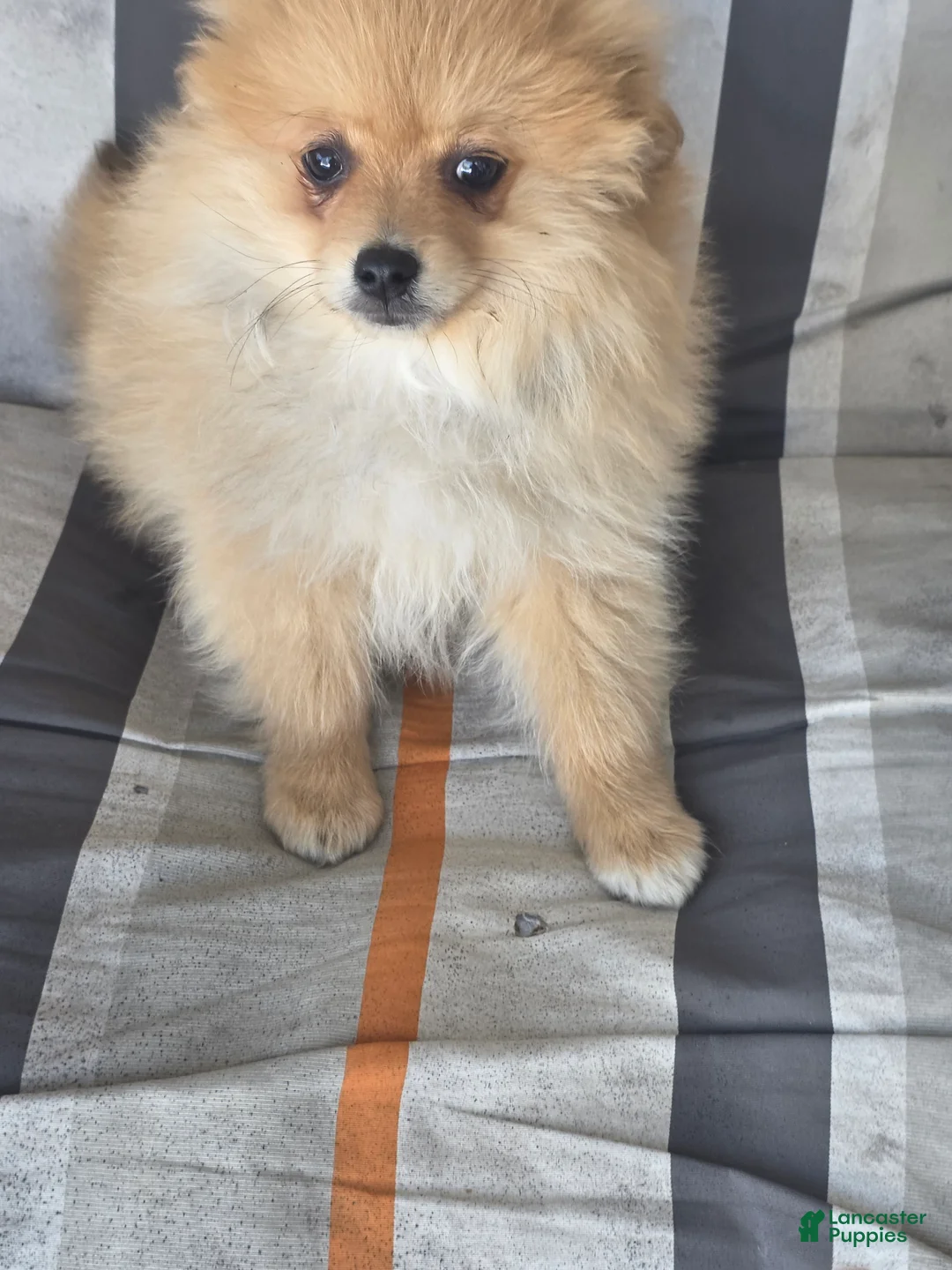 Pomeranian dogs for sale: Paul  - Ad 1