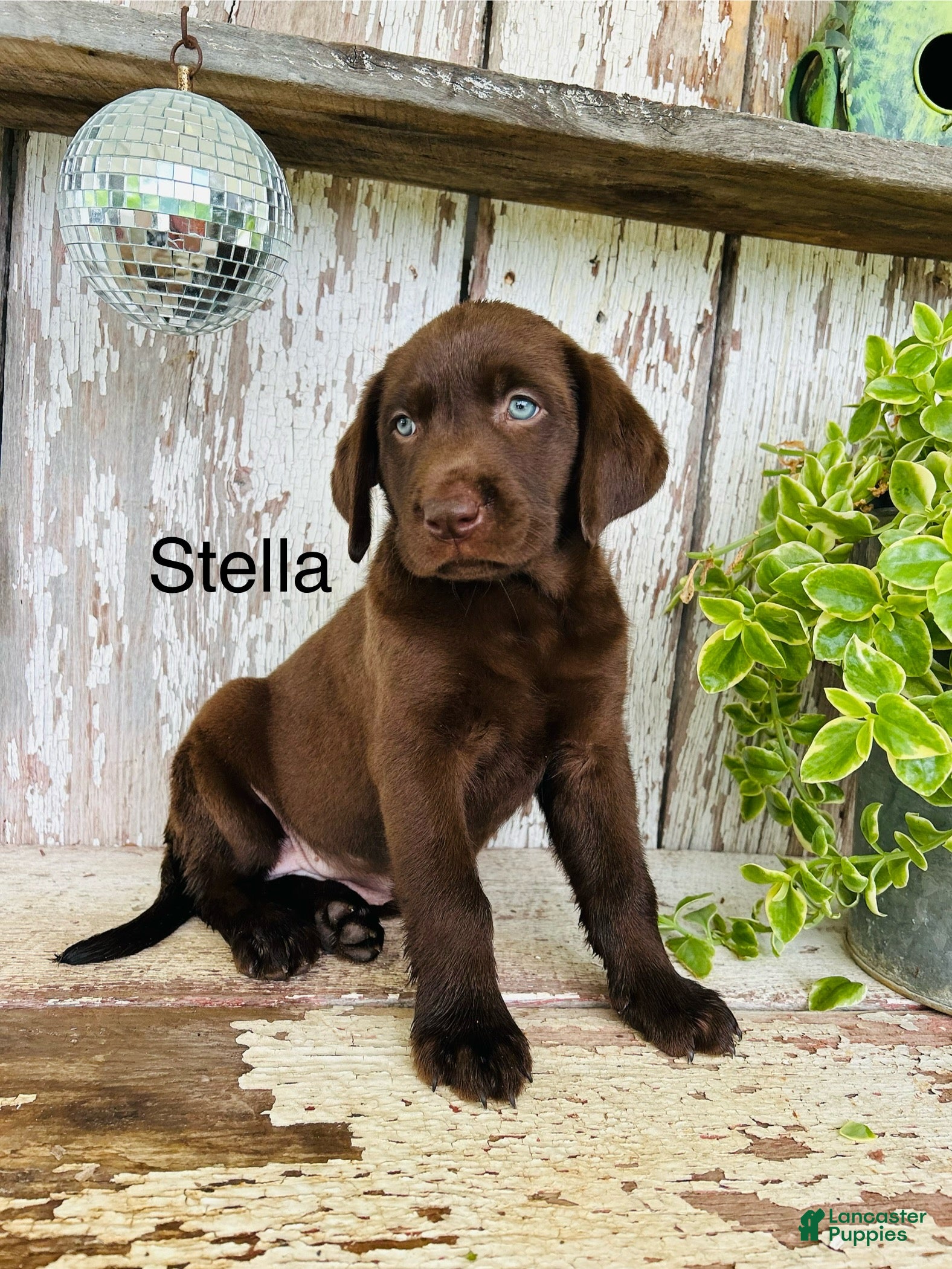 Labrador Retriever dogs Stella  - Ad 1