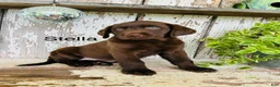 Labrador Retriever dogs for sale: Stella  - Ad 1