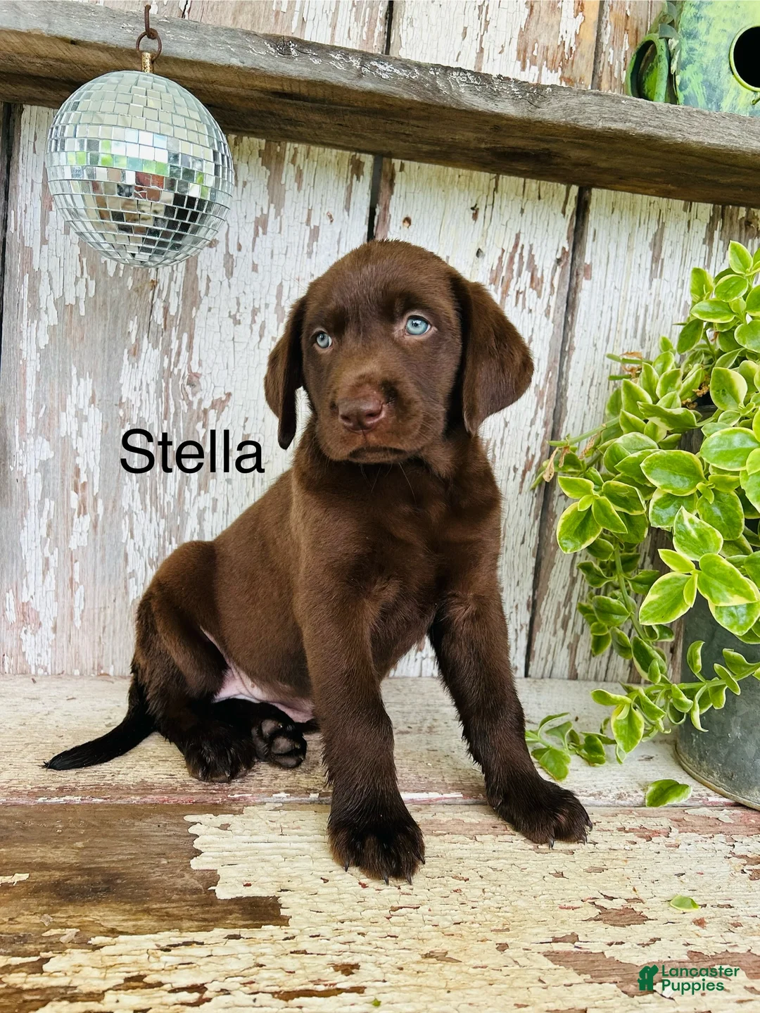 Labrador Retriever dogs for sale: Stella  - Ad 1