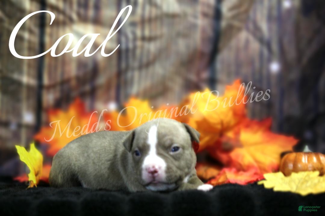 American Bully dogs for sale: Coal - Ad 2