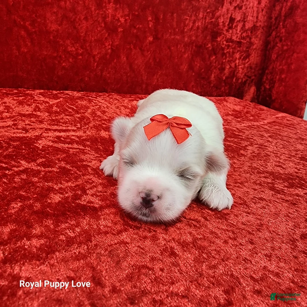 Maltese dogs for sale: Jordi - Ad 1