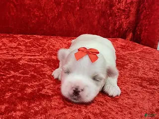 Maltese dogs Jordi - Ad 11