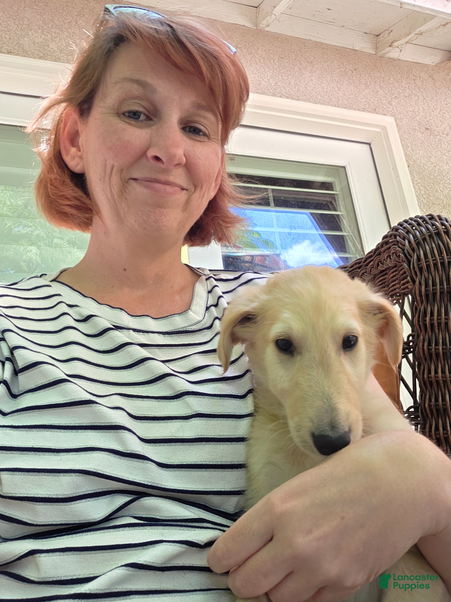 Borzoi dogs Arthur - Ad 2