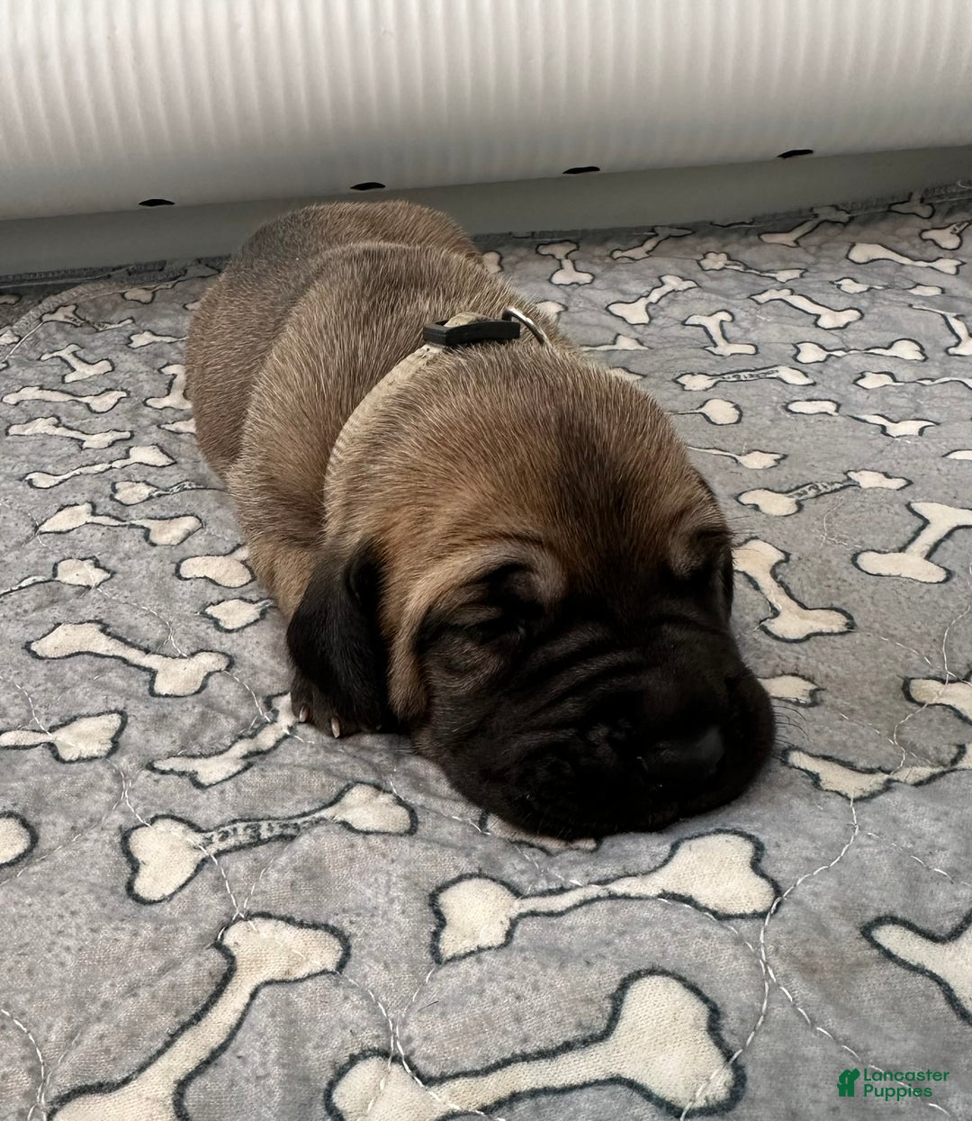 Great Dane dogs for sale: Gray Collar - Ad 3