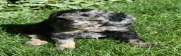 Standard Poodle dogs for sale: Standard Poodle 10 Blue Merle - Ad 3