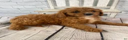 Cavapoo dogs for sale: Daisy - Ad 11