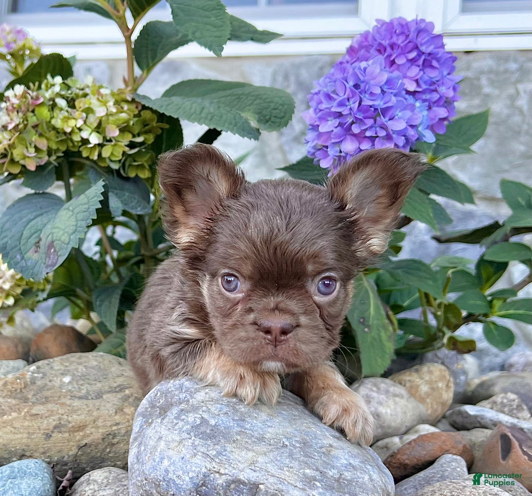 French Bulldog dogs for sale: Hannah - Ad 2