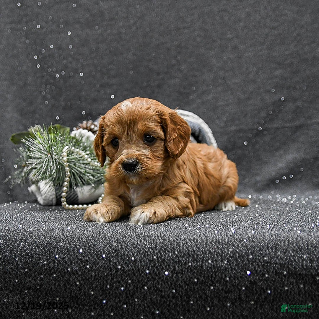 Cavapoo dogs for sale: Paisley - Ad 3